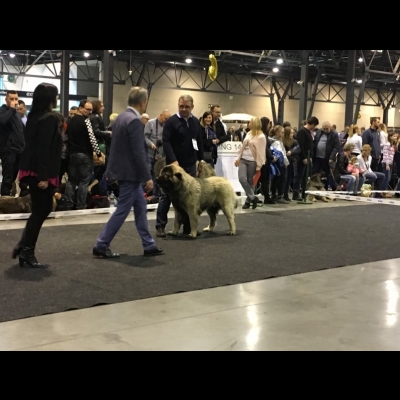 IDS KATOWICE'19 - MIMIR - ZWYCIĘZCA MŁODZIEŻY, NAJLEPSZY JUNIOR W RASIE